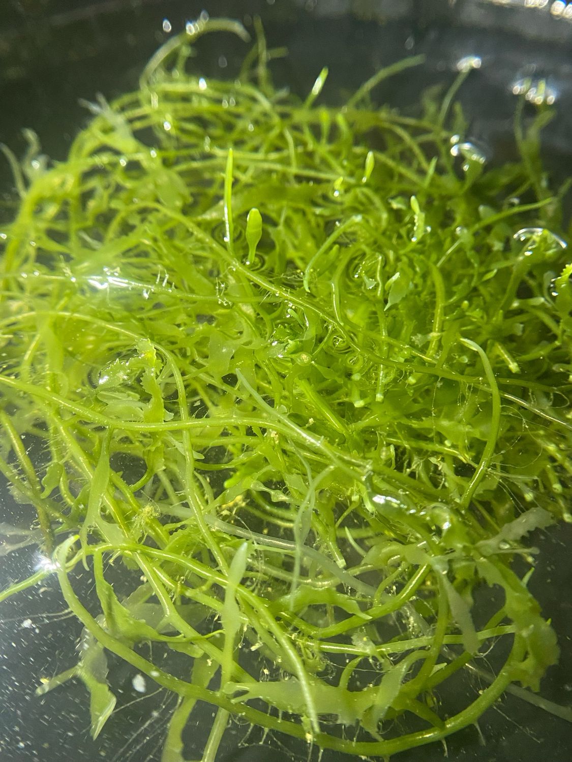 ‘Paddle’ Caulerpa
