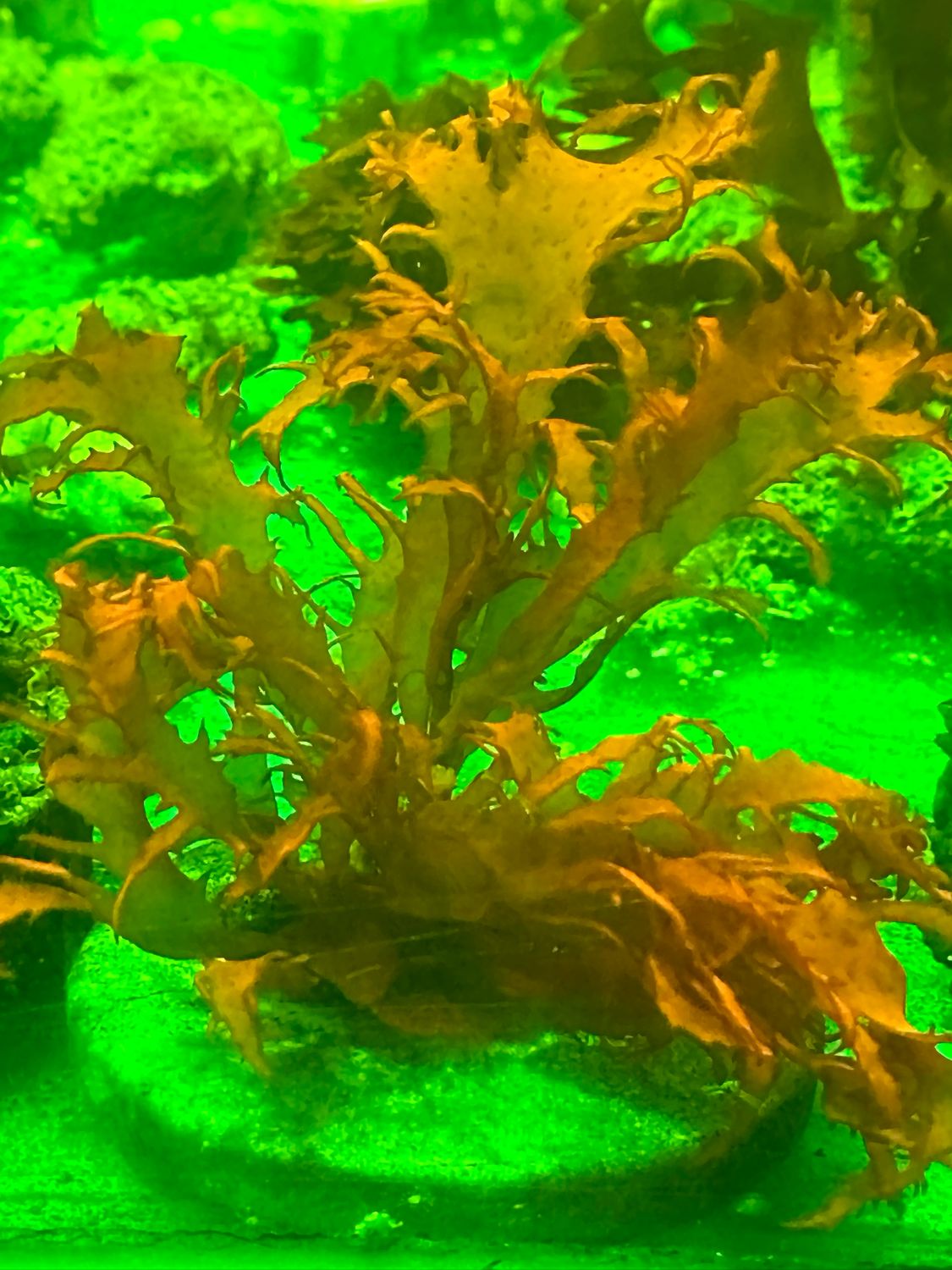 ‘Orange Flame’ Dragon’s Breath