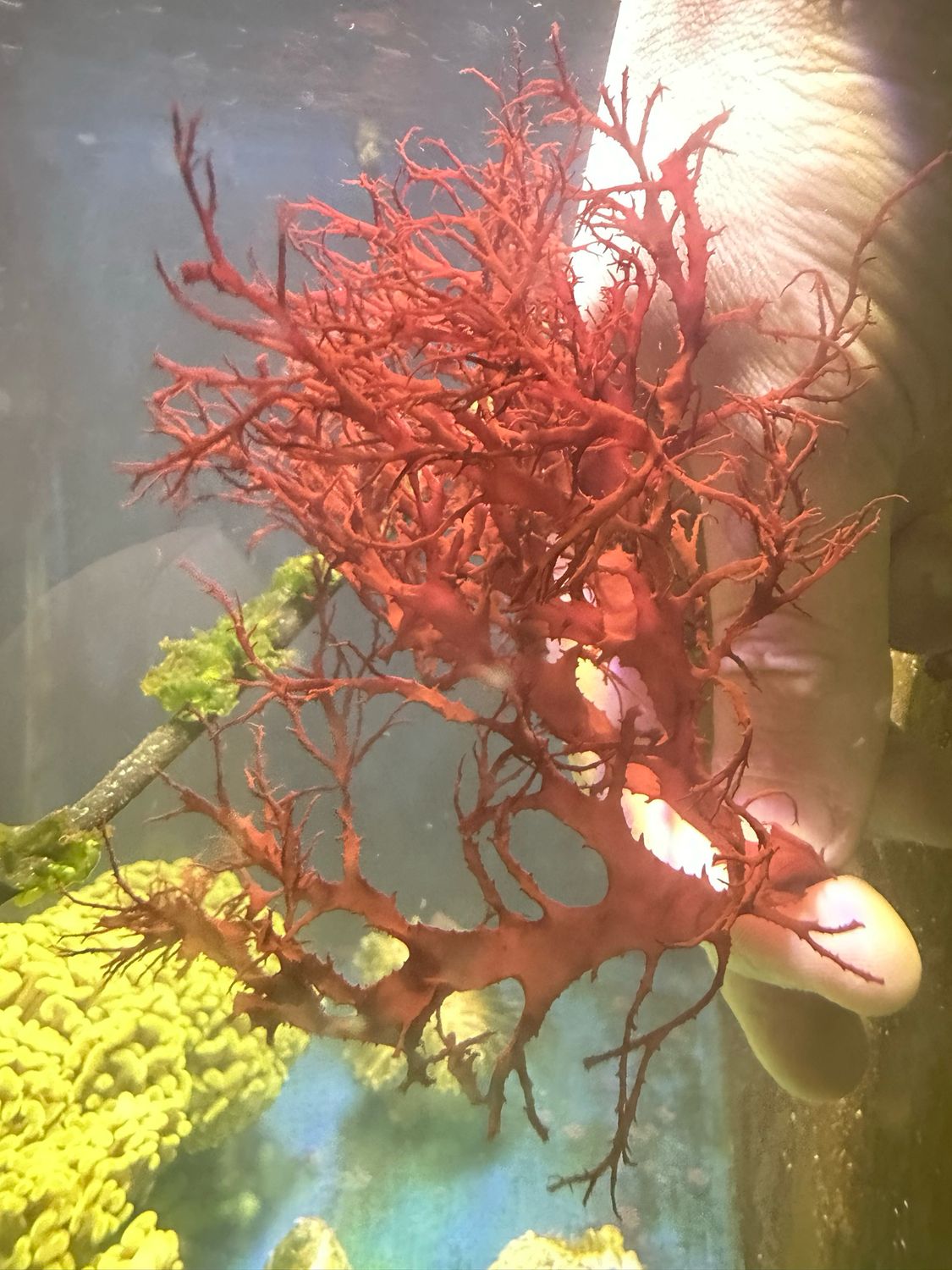 ‘Flame Tree’ Dragon’s Breath