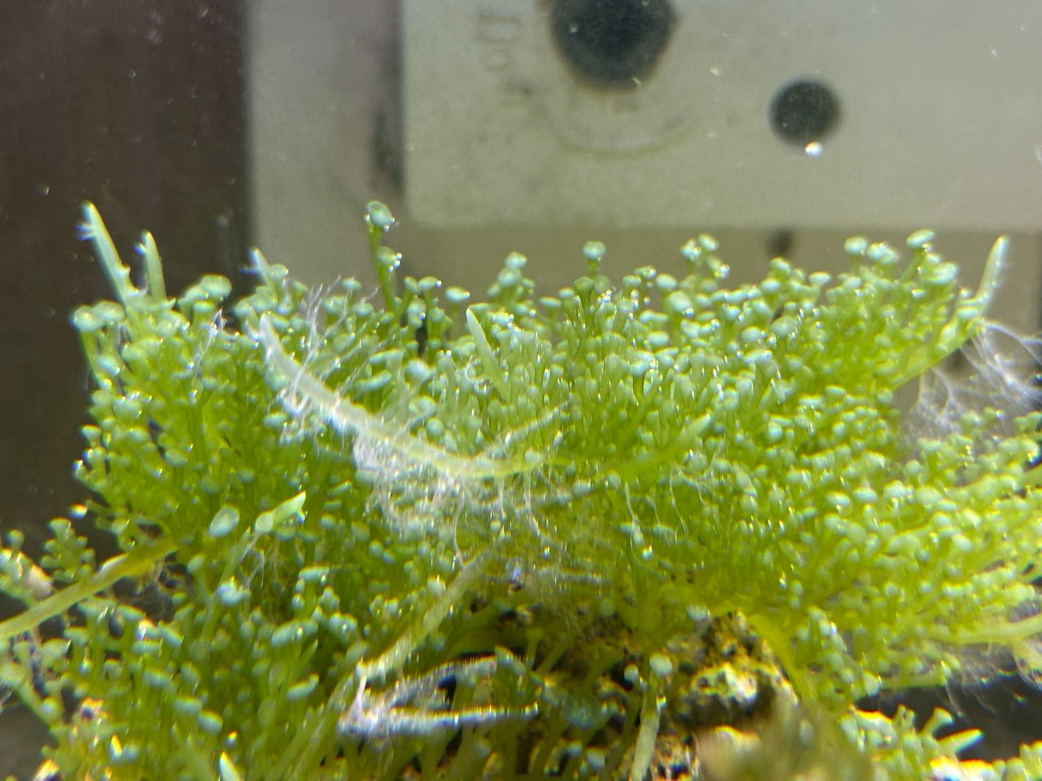 ‘Mini Parasol’ Caulerpa