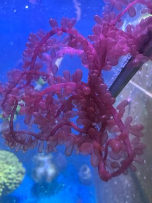 Red Sea Grapes (Type 1)