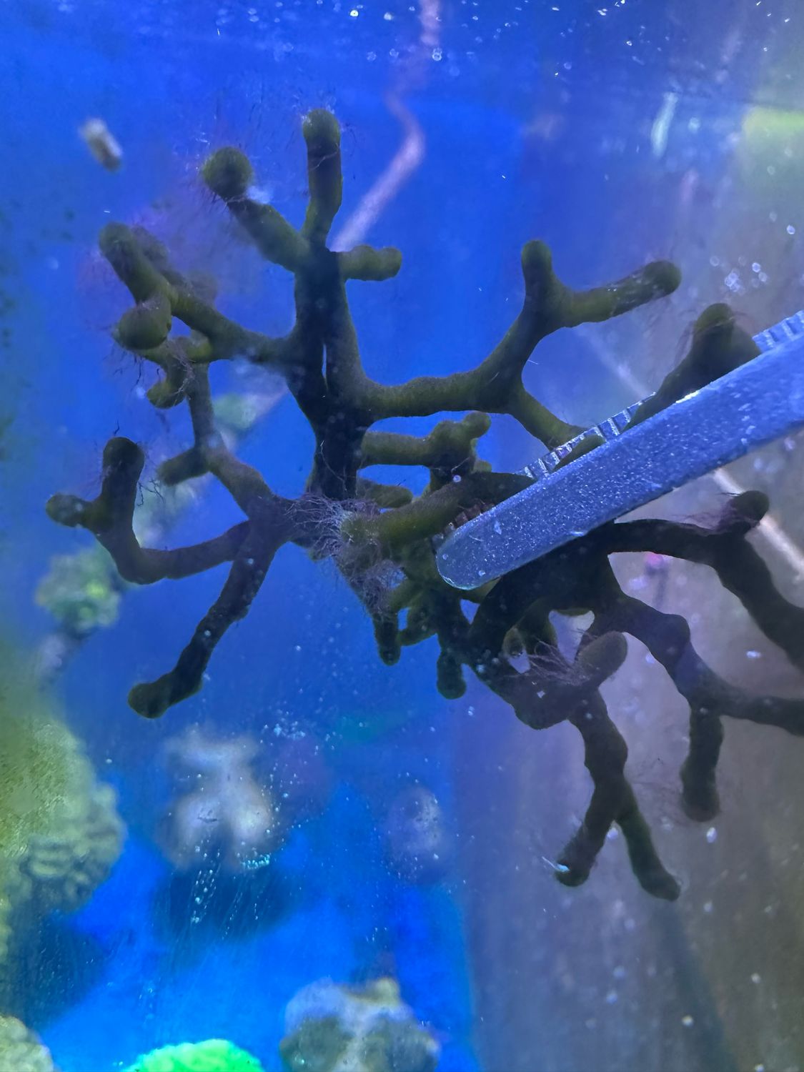 Codium geppiorum