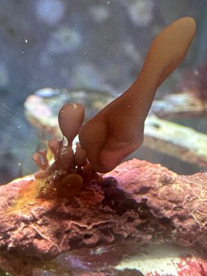 Red Sea Grapes (Type 2)