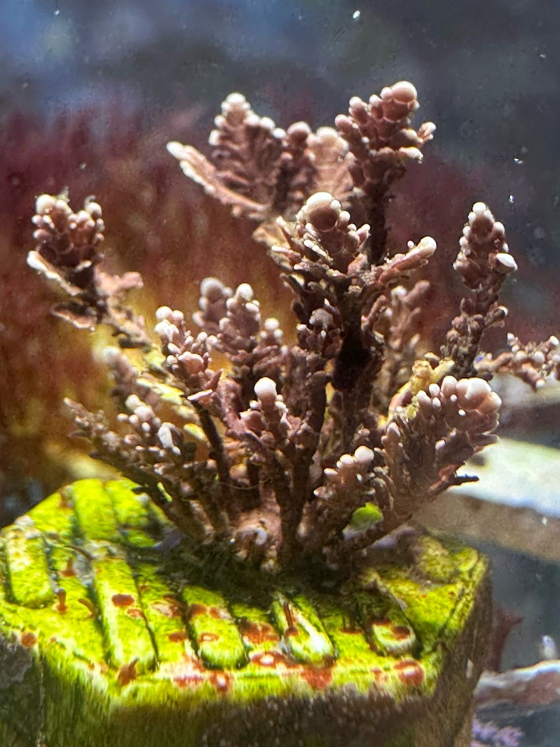 Branching Coralline Algae (Type 2)