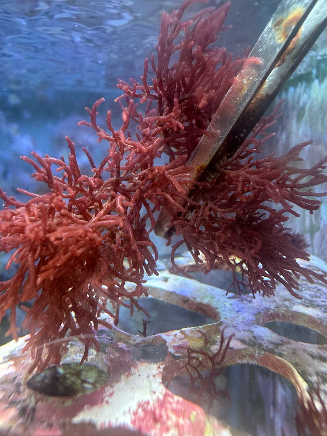 ‘Crimson Dendrite’