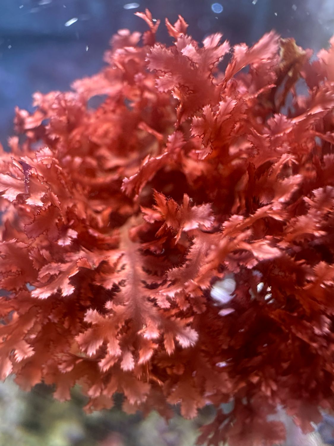 ‘Rusty Holly’