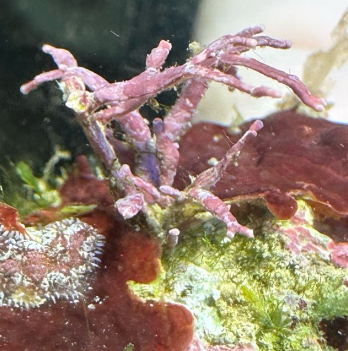 Branching Coralline Algae (Type 1)