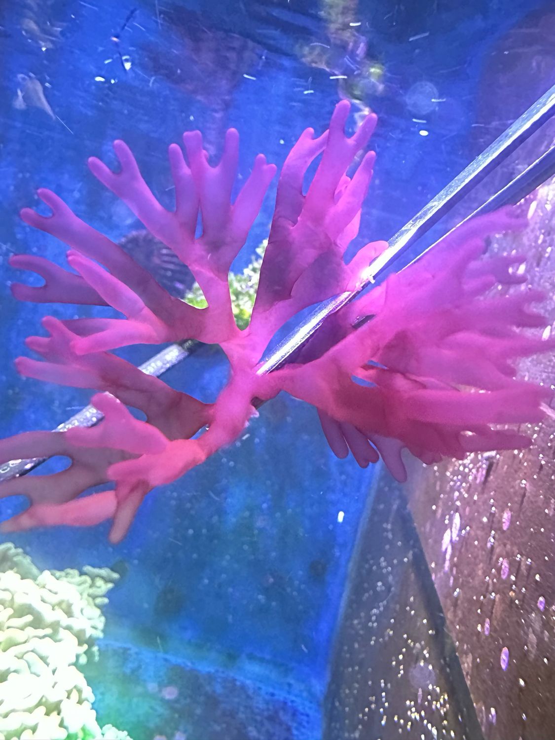 ‘Jelly Fingers’