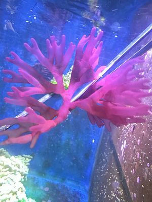 ‘Jelly Fingers’