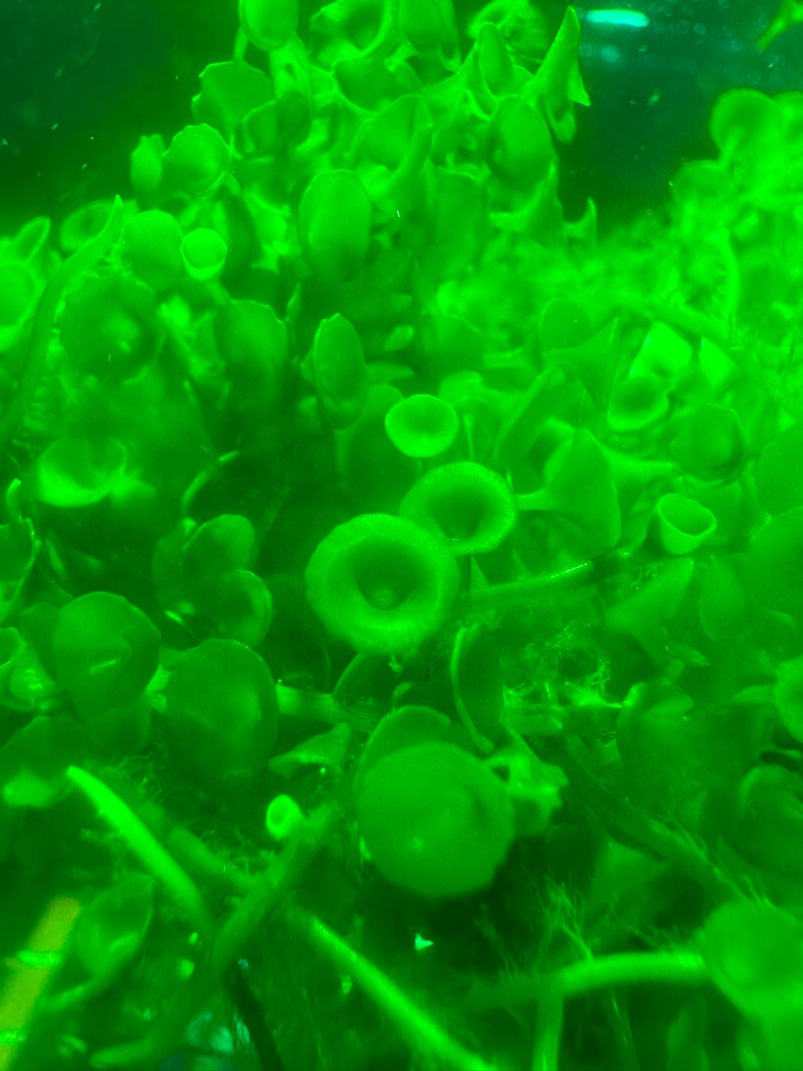 Parasol Caulerpa