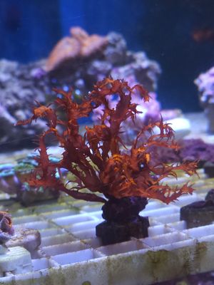 ‘Orange Flame’ Dragon’s Breath