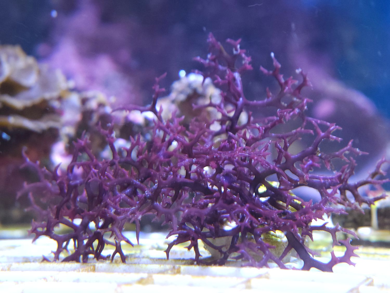 &#39;Crown of Thorns&#39;