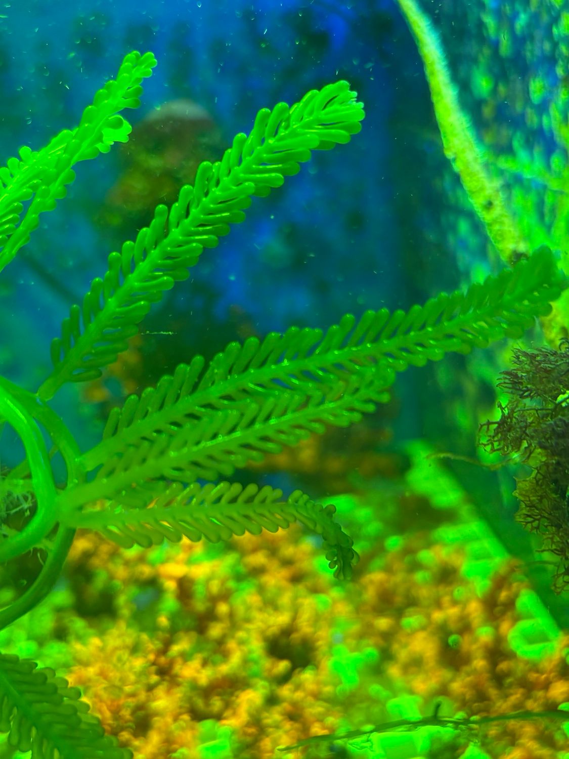 Caulerpa corynephora