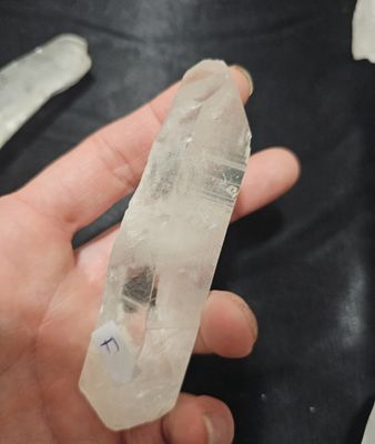 Lémurien  petit-moyen