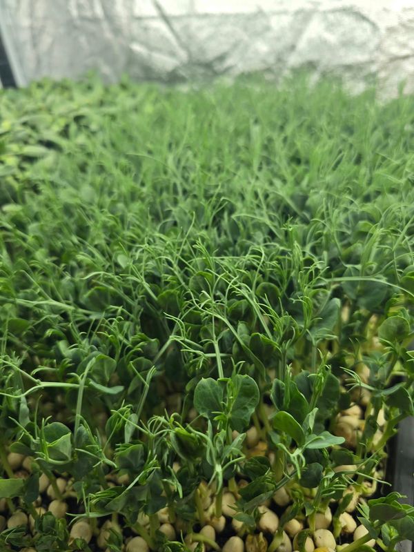 Pea Shoot
