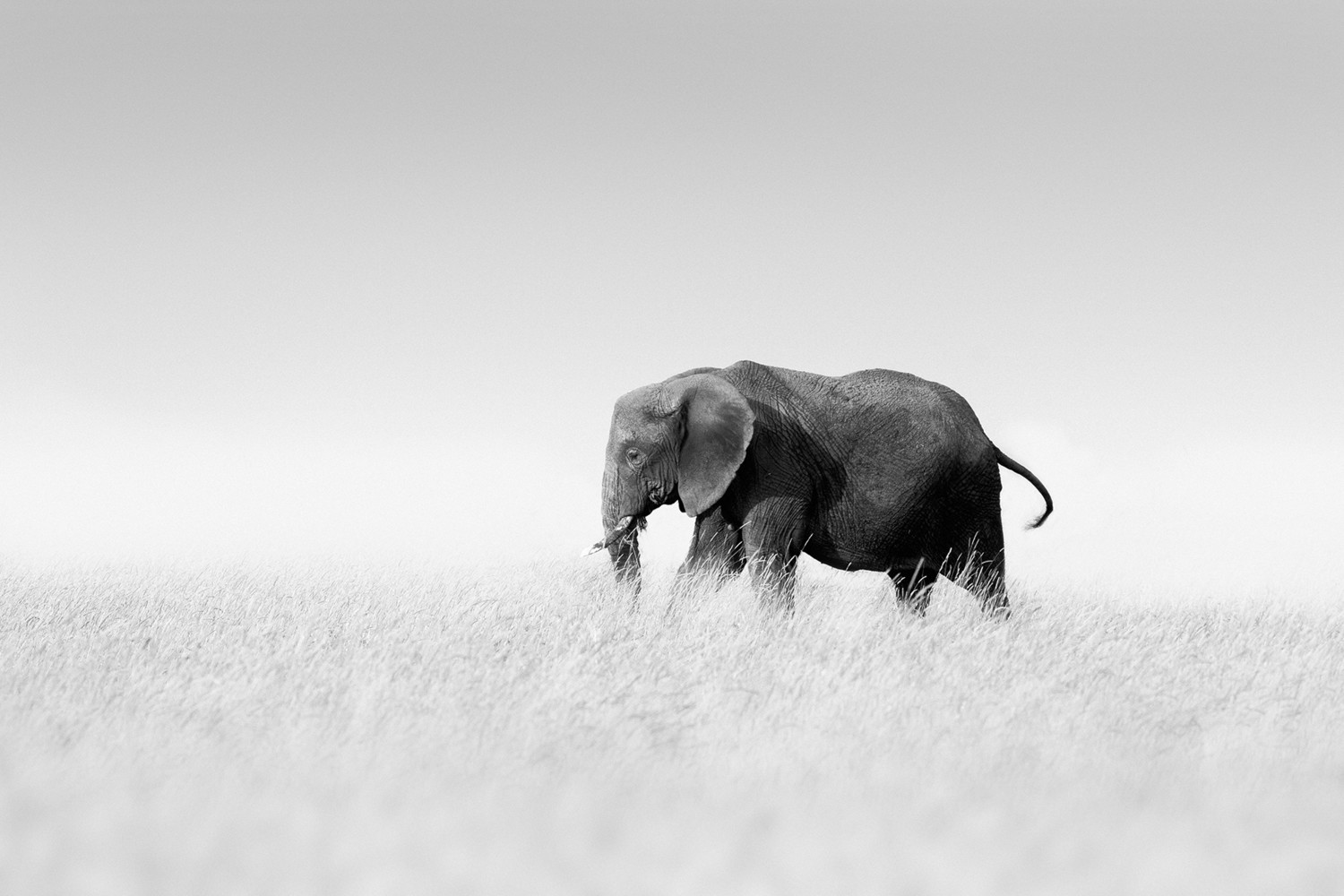 Éléphant solitaire, Cyril Guillaume - Tanzanie 2016