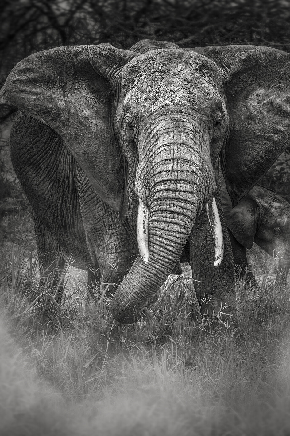 Éléphant - Tanzanie 2016