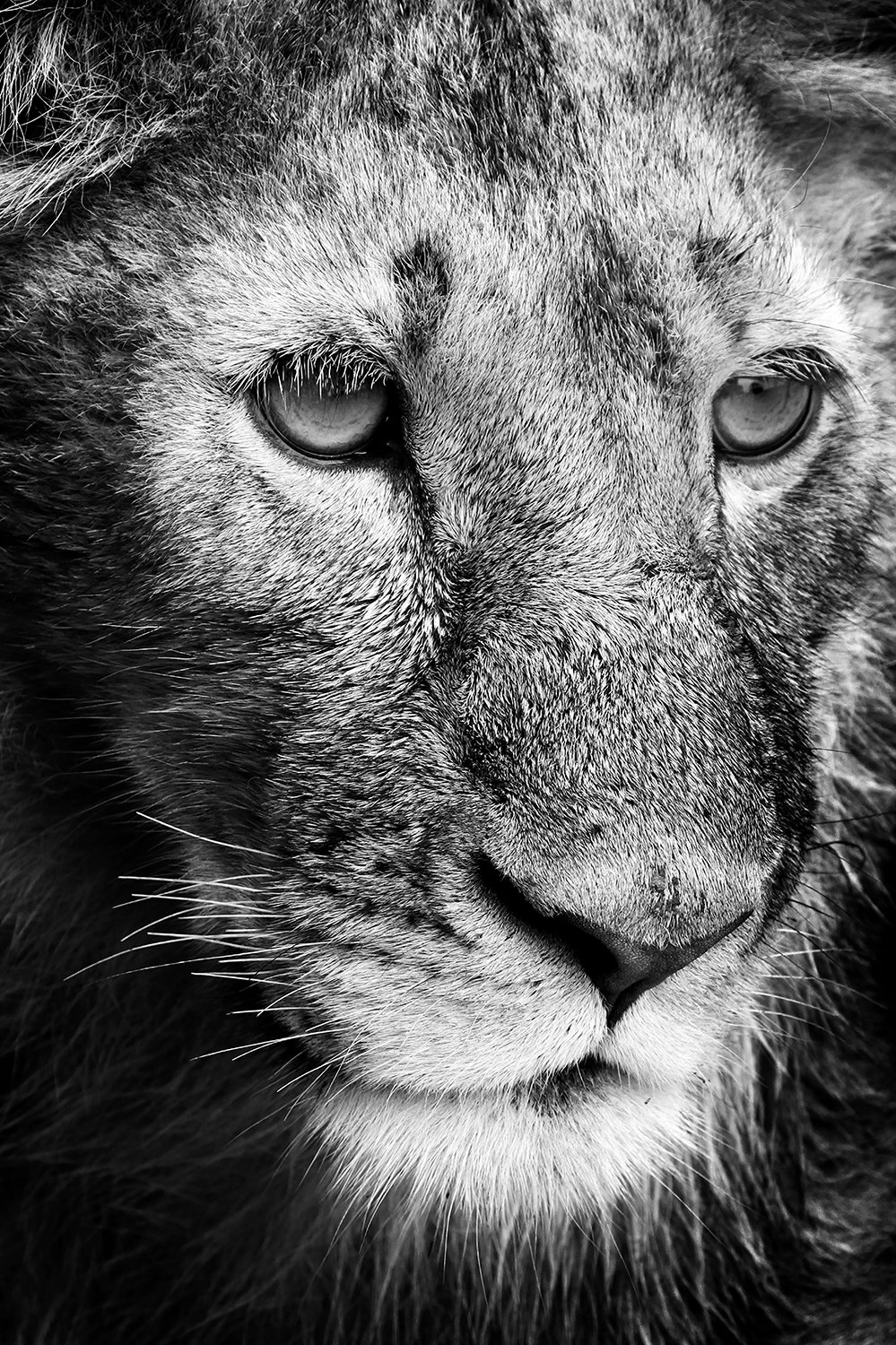 Lion - Tanzanie 2016