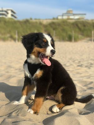 &quot;Alles voor de verzorging van je hond – van borstels en shampoo tot nagelknippers en gezondheidsproducten&quot;