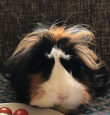 Cavia&#39;s