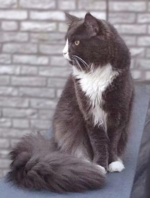 "Alles voor kattenverzorging – van borstels en kattenshampoo tot nagelknippers en gezondheidsproduc…