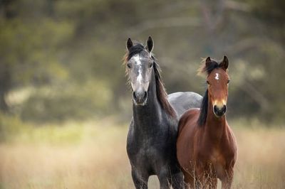 Paard