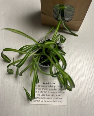 New Life Spider Plant