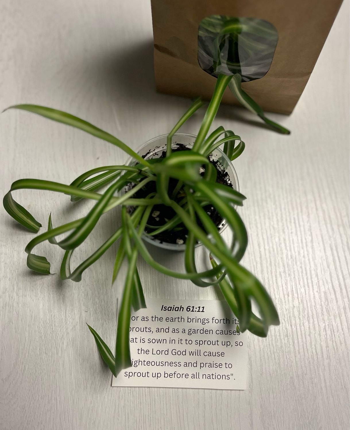 New Life Spider Plant