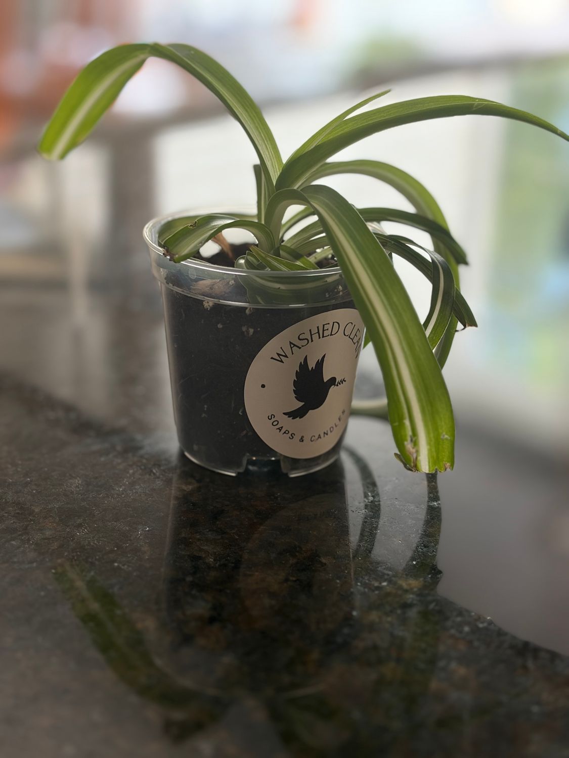 New Life Spider Plant