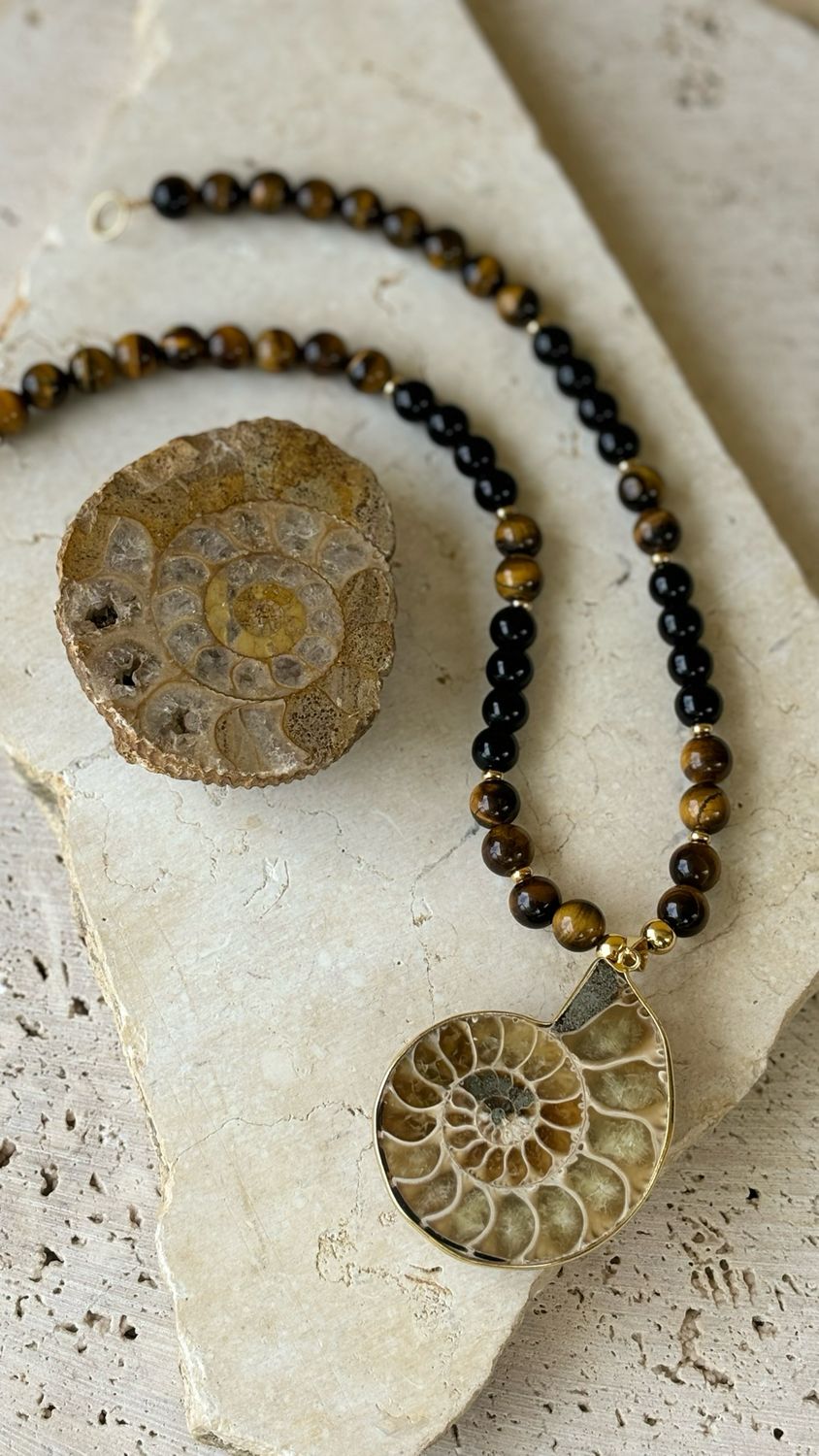 Ammonite 01