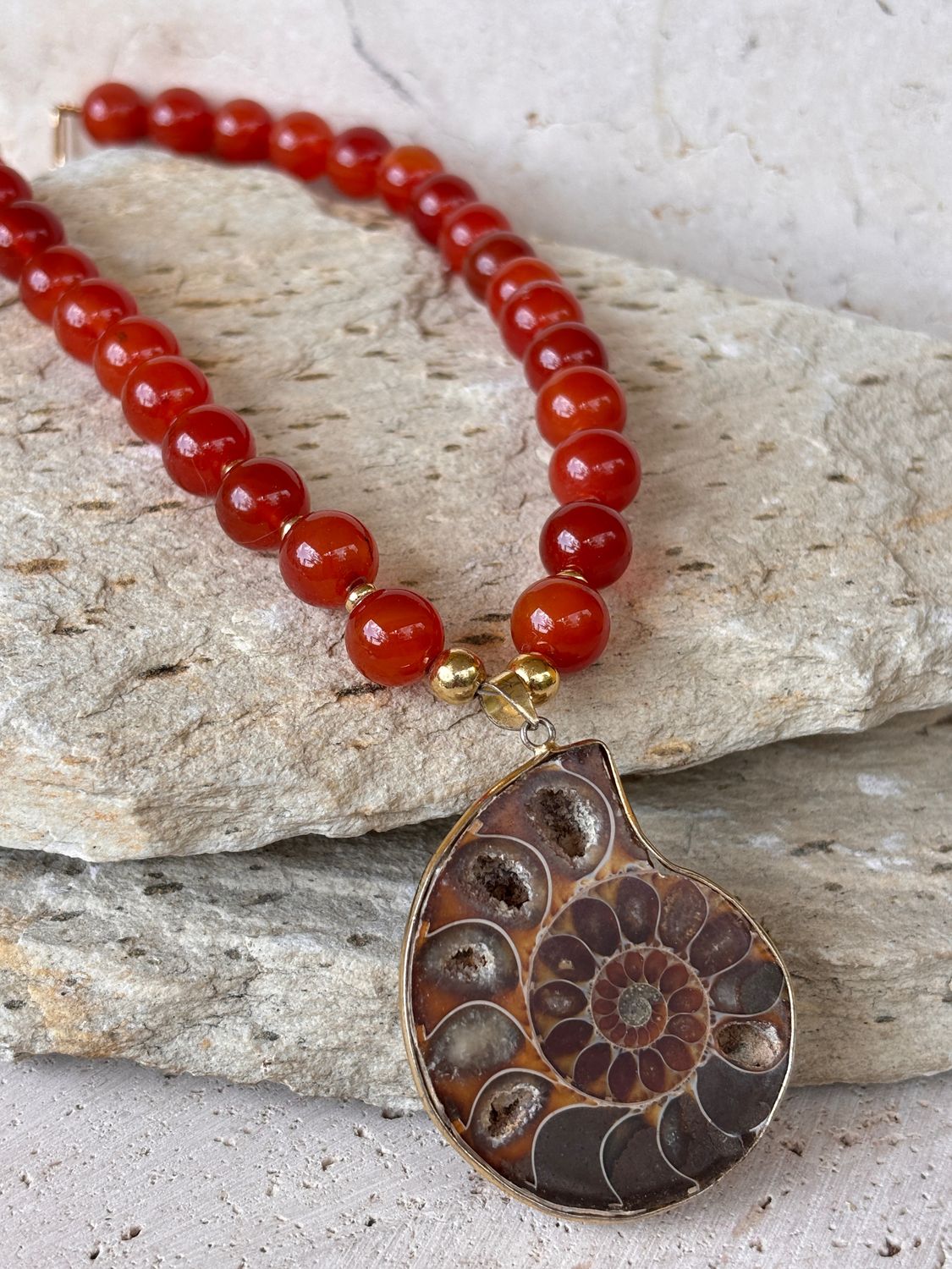 Ammonite 02