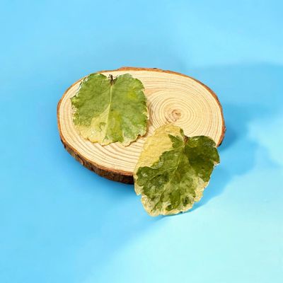 Pendientes de hojas de Aralia