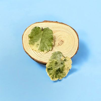Pendientes de hojas de Aralia