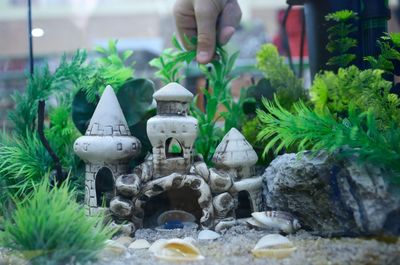 Fish
