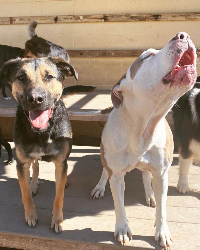 20 Daycare Days for  2nd dog (or any additional dog)