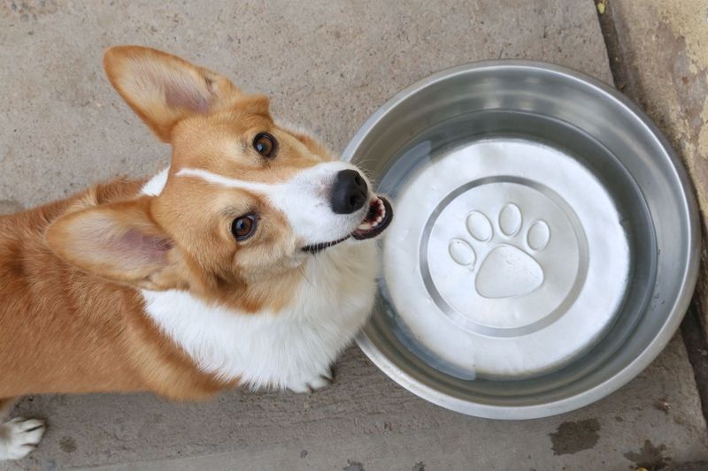 10 Daycare Days for 2nd dog (or any additional dog)