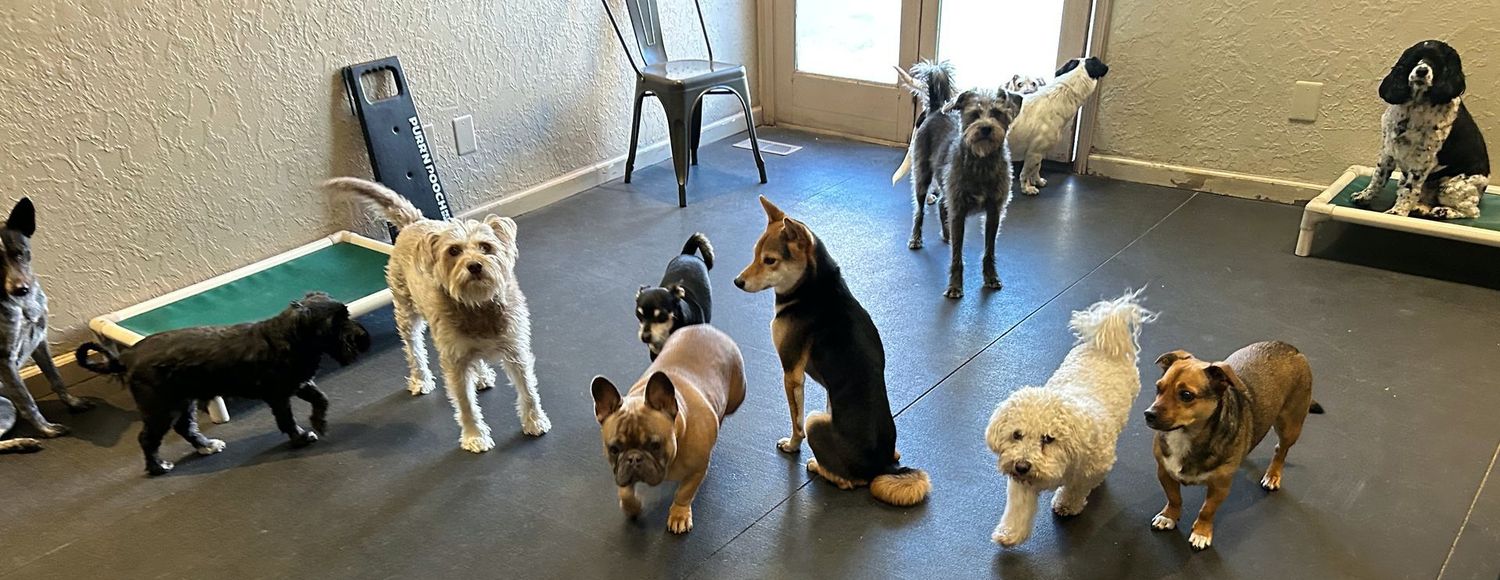 15 nights of dog boarding