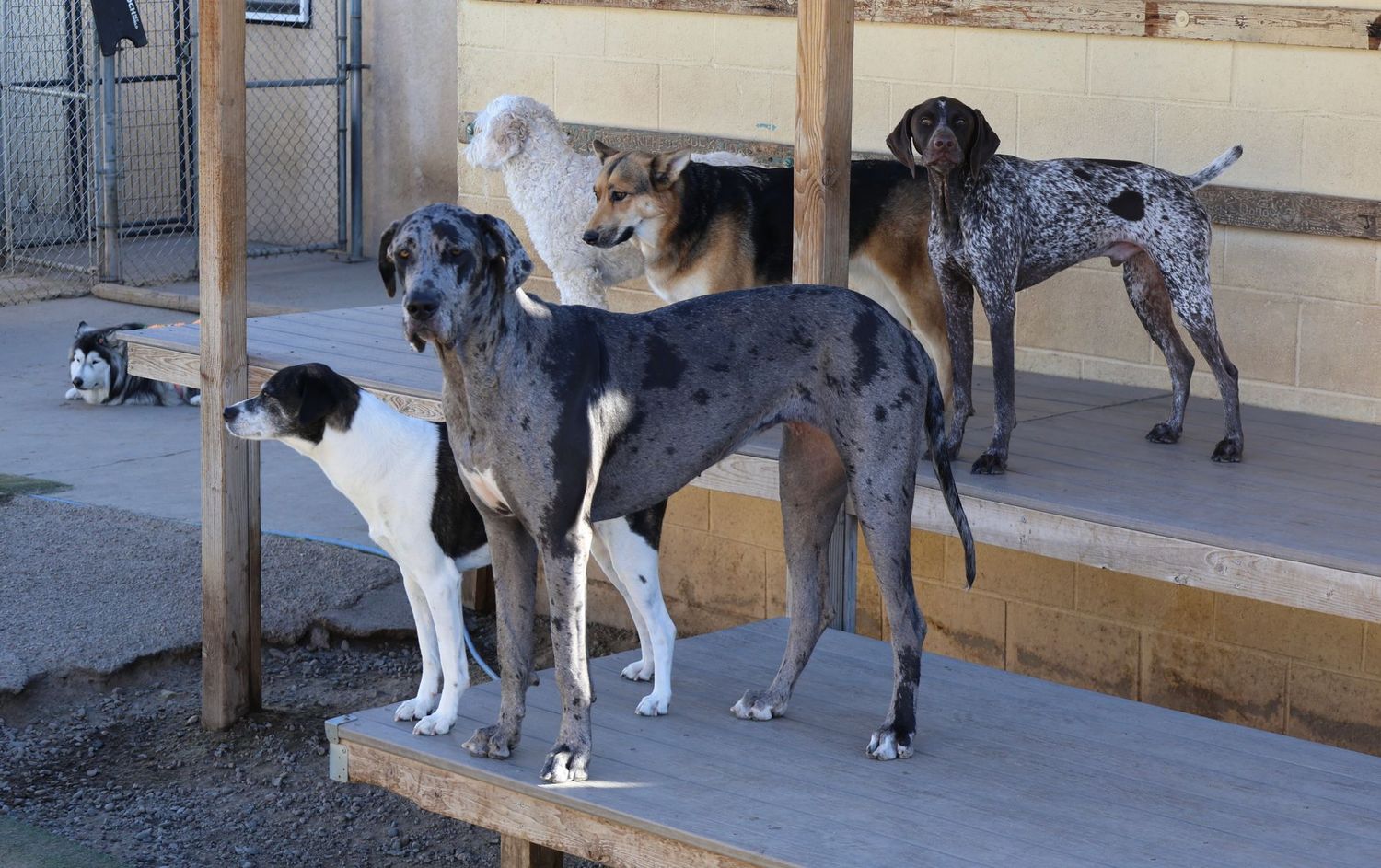 10 nights 2nd dog (or any additional dogs)