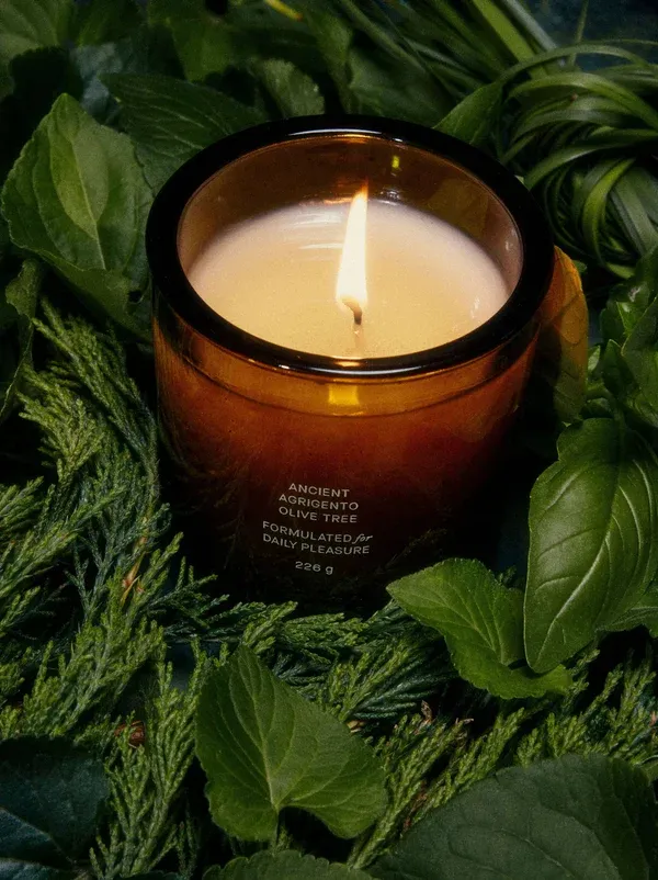 FLAMINGO ESTATE ANCIENT AGRIGENTO OLIVE TREE CANDLE