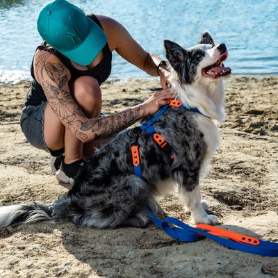 Szelki guard dla małego lub średniego psa - Szafirowe