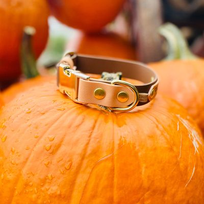 Obroża zatrzaskowa dla psa - Czekoladowy