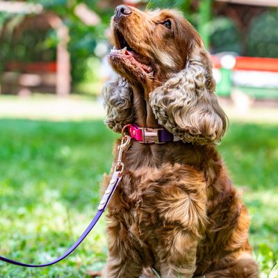 Obroża zatrzaskowa dla psa - Różowy
