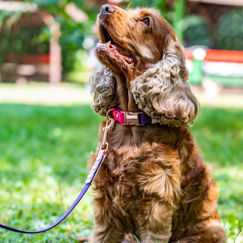 Obroża zatrzaskowa dla psa - Różowy
