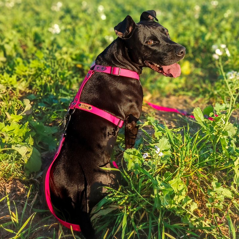 Szelki guard dla małego lub średniego psa - Różowe