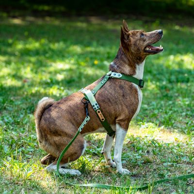 Szelki guard dla dużego psa - Oliwkowe