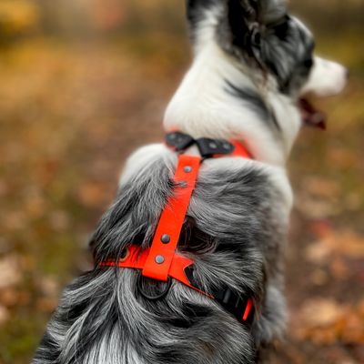 Szelki guard dla dużego psa - Pomarańczowe