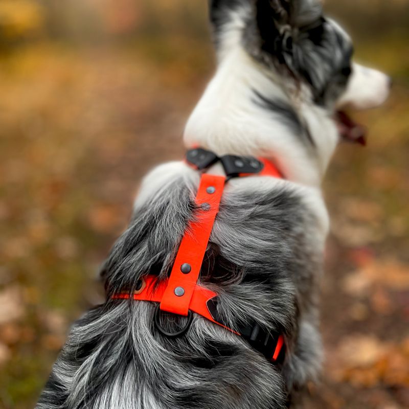 Szelki guard dla dużego psa - Pomarańczowe