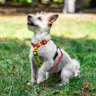 Stwórz swoje własne szelki dla mikro psiaka