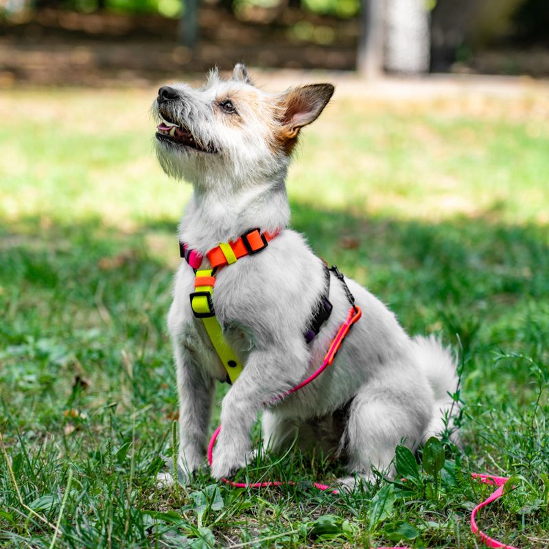 Stwórz swoje własne szelki dla mikro psiaka