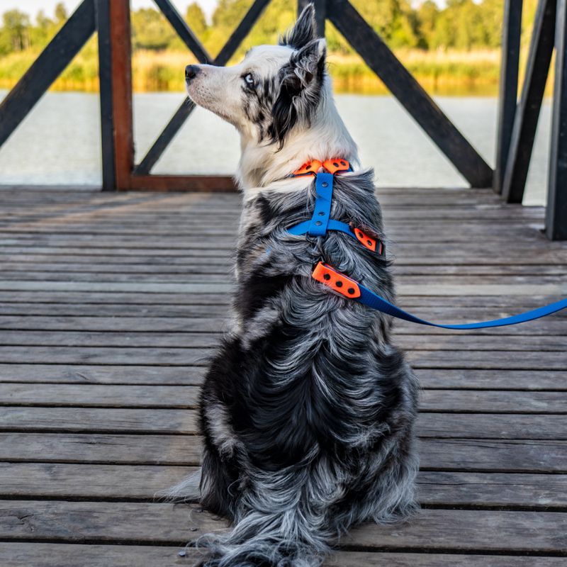 Szelki guard dla dużego psa - Szafirowe